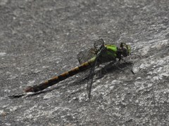 Ophiogomphus rupinsulensis