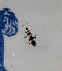 Aeolothrips collaris