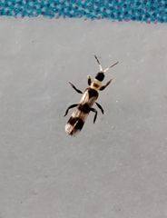 Aeolothrips collaris