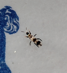 Aeolothrips collaris