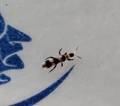 Aeolothrips collaris