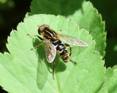 Anasimyia anausis