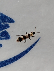Aeolothrips collaris