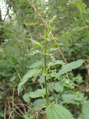 Urtica