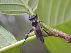 Bibio albipennis