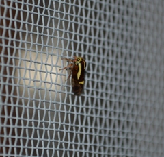 Ophiderma salamandra
