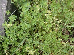 Trifolium dubium