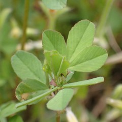Trifolium dubium