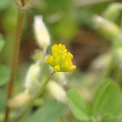 Trifolium dubium