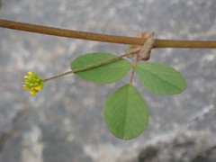 Trifolium dubium