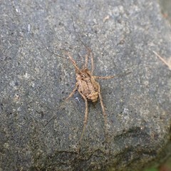 Opiliones