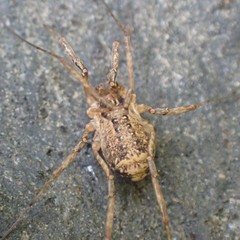 Opiliones