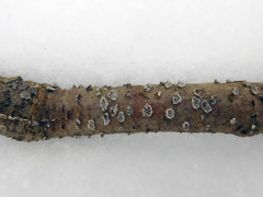 Stromatocyphella conglobata