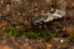 Trinithignus natalensis