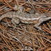 Prairie Lizard - Photo (c) johnwilliams, some rights reserved (CC BY-NC), uploaded by johnwilliams