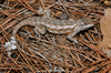 Prairie Lizard - Photo (c) johnwilliams, some rights reserved (CC BY-NC), uploaded by johnwilliams