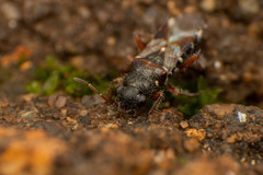 Trinithignus natalensis