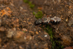 Trinithignus natalensis