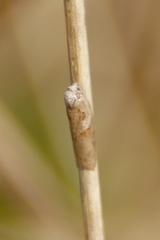 Acleris maculidorsana