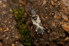 Trinithignus natalensis