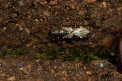 Trinithignus natalensis