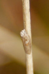 Acleris maculidorsana