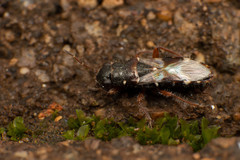 Trinithignus natalensis