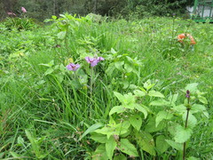 Lycianthes moziniana