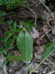 Puccinia aegopodii