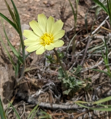 Anisocoma acaulis