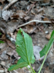 Puccinia aegopodii