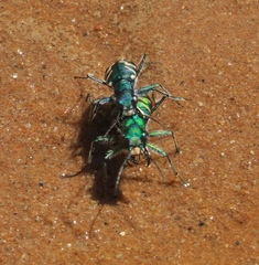 Cicindela tranquebarica parallelonota