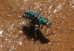 Cicindela tranquebarica parallelonota