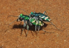 Cicindela tranquebarica parallelonota