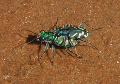 Cicindela tranquebarica parallelonota
