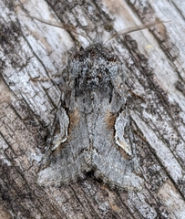 Stretchia plusiaeformis