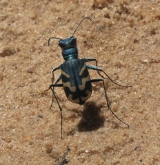 Cicindela tranquebarica parallelonota
