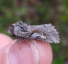 Stretchia plusiaeformis