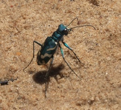 Cicindela tranquebarica parallelonota
