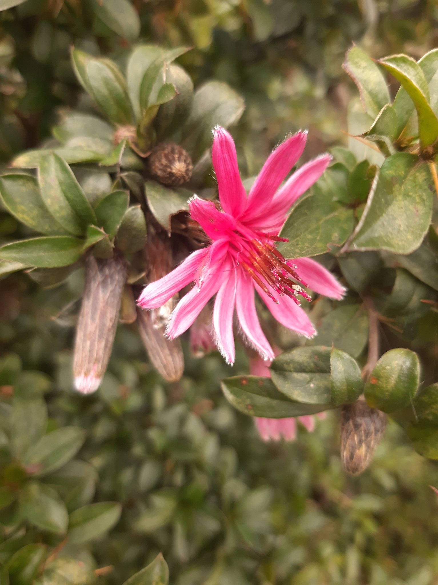 Barnadesia arborea image