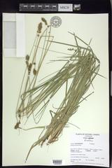Carex leersii