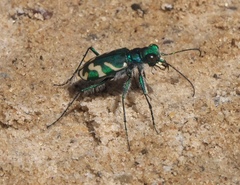 Cicindela tranquebarica parallelonota