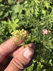 Thaspium chapmanii