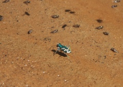 Cicindela tranquebarica parallelonota