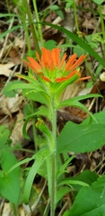 Castilleja coccinea