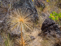 Paepalanthus