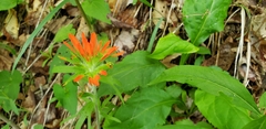 Castilleja coccinea