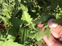 Thaspium chapmanii
