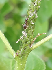 Aphis frangulae