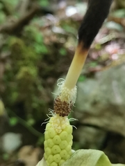 Arum orientale